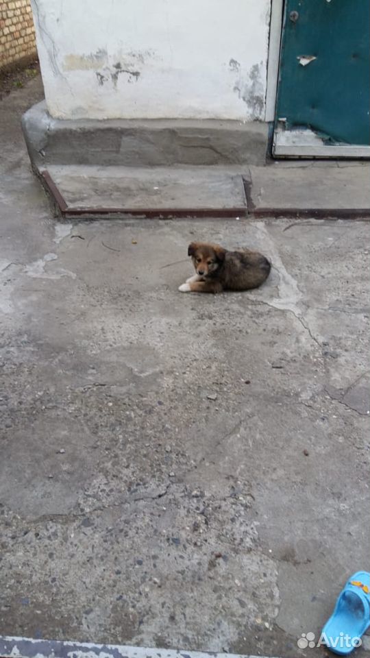 Пёса ищет дом купить на Зозу.ру - фотография № 7