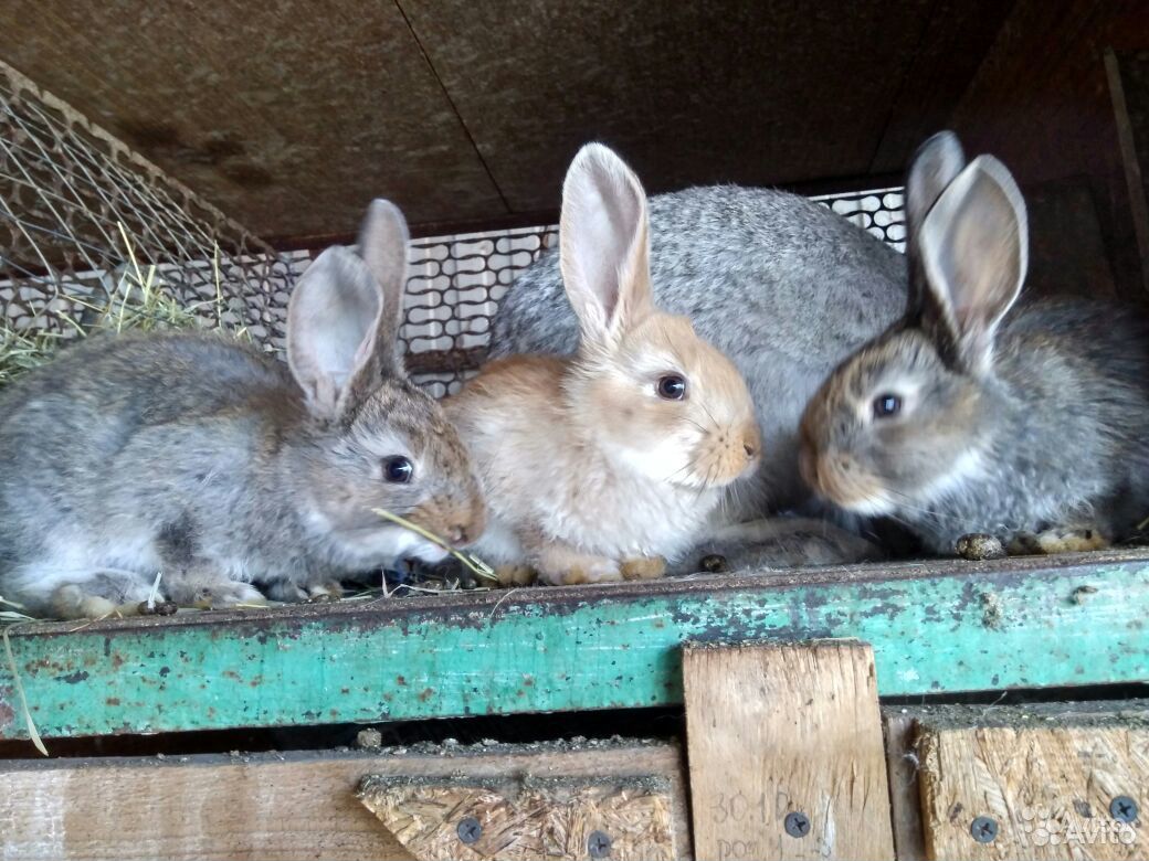 Крольчата и кролики доставка купить на Зозу.ру - фотография № 1