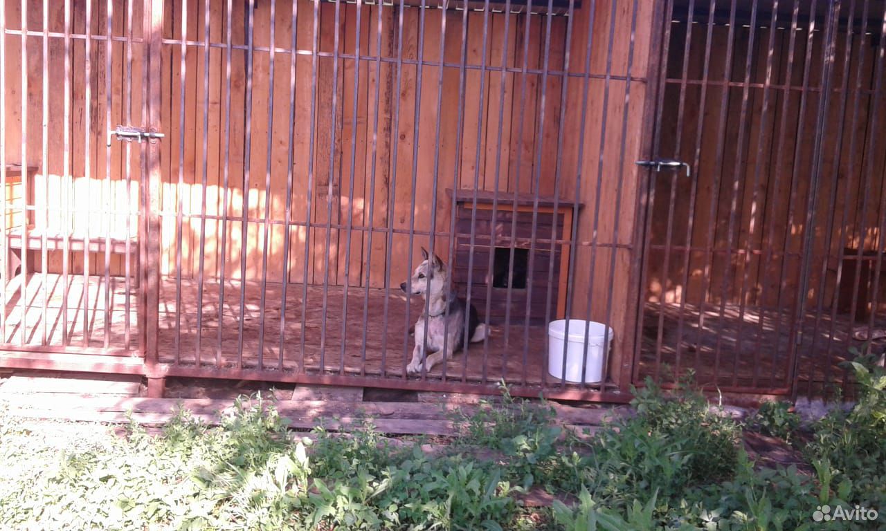 Дик пёс для охраны купить на Зозу.ру - фотография № 3