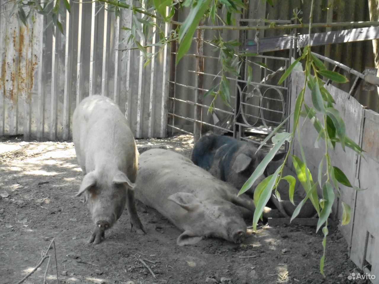 Хрячок и свинки- порода дюрок, свиньи на мясо купить на Зозу.ру - фотография № 7