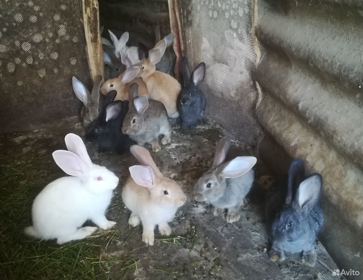 Продаются Кролики (крольчата) купить на Зозу.ру - фотография № 2