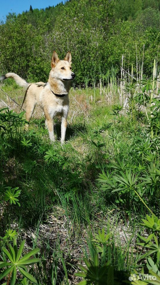 Ищет дом и хозяина прекрасная собачка Боня купить на Зозу.ру - фотография № 3