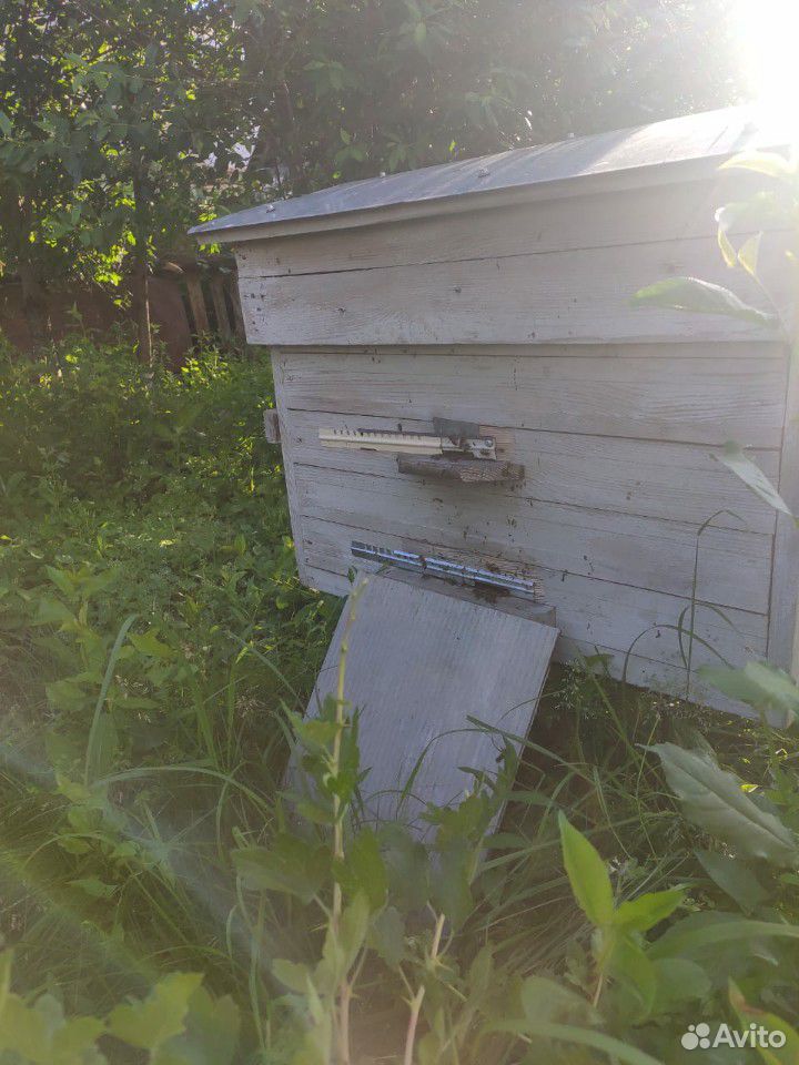 Пчелы с ульями купить на Зозу.ру - фотография № 5