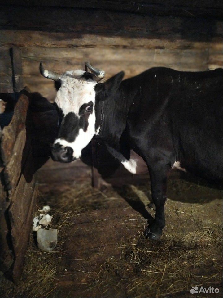 Коровы и телята купить на Зозу.ру - фотография № 5