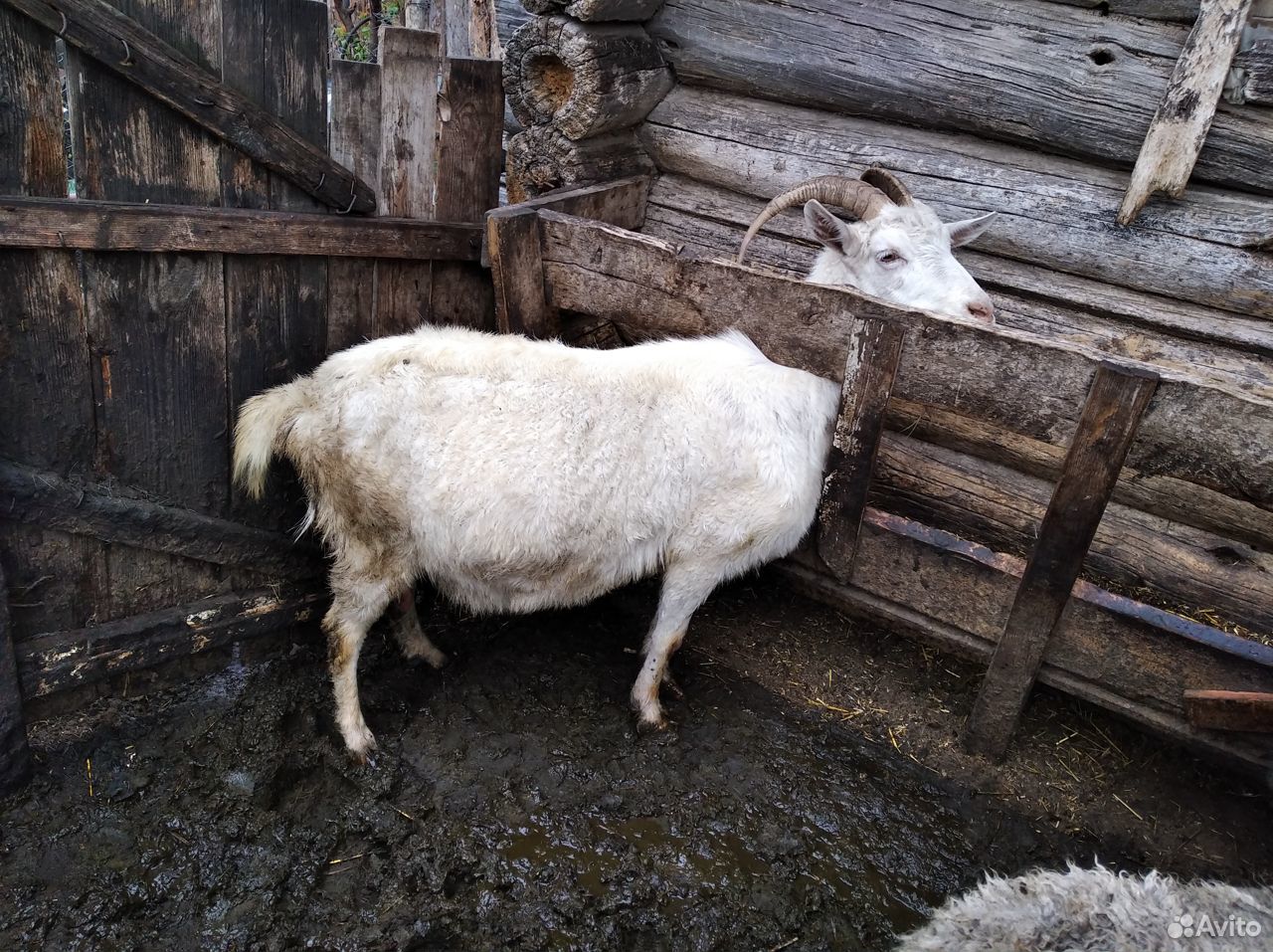Продаем хороших коз купить на Зозу.ру - фотография № 2