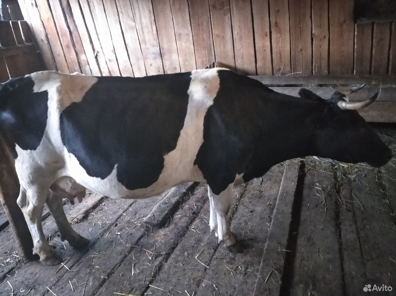 Продам, стельную, молочную корову купить на Зозу.ру - фотография № 1
