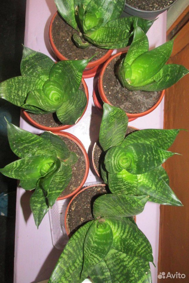 Кактусы и другие растения купить на Зозу.ру - фотография № 9