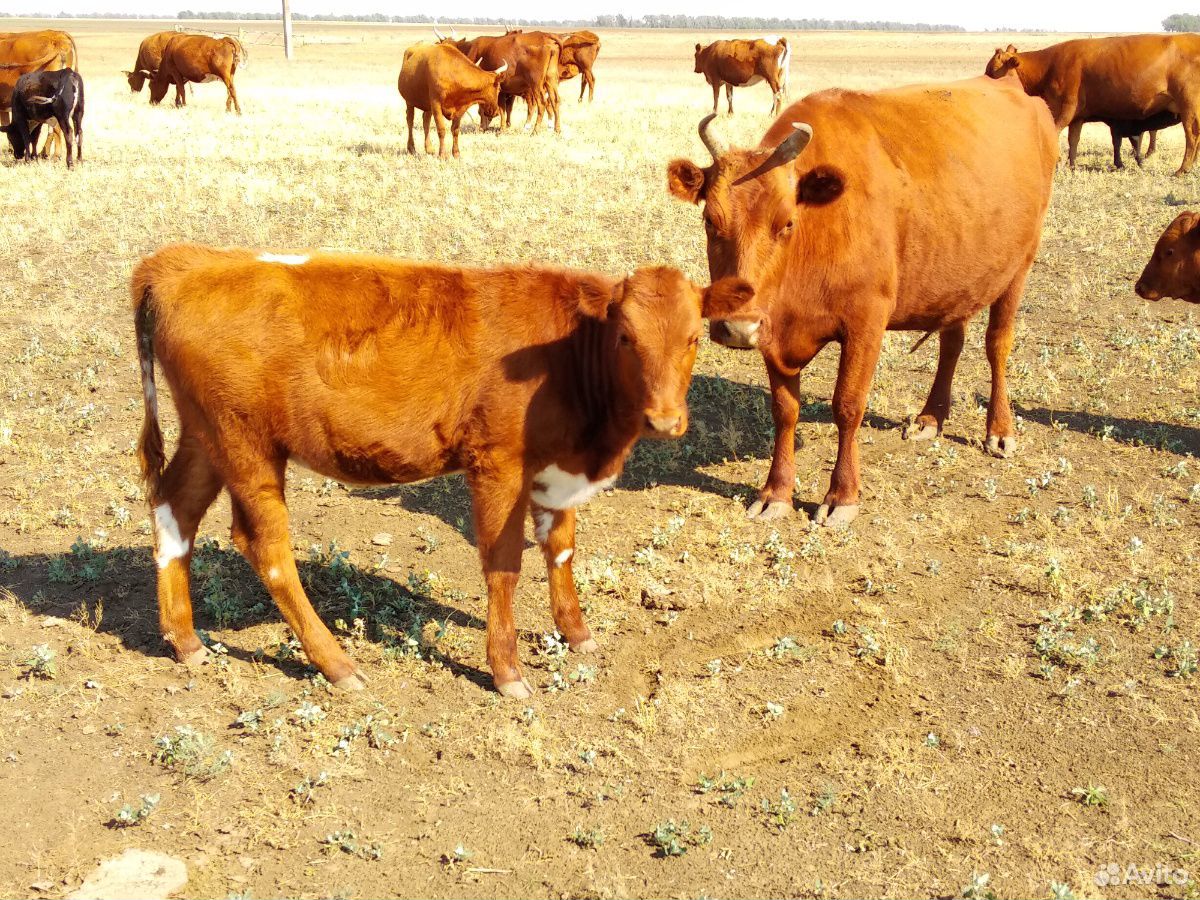Коровы с телятами купить на Зозу.ру - фотография № 5