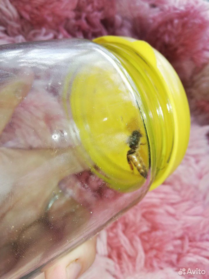 Пчелиная матка купить на Зозу.ру - фотография № 1