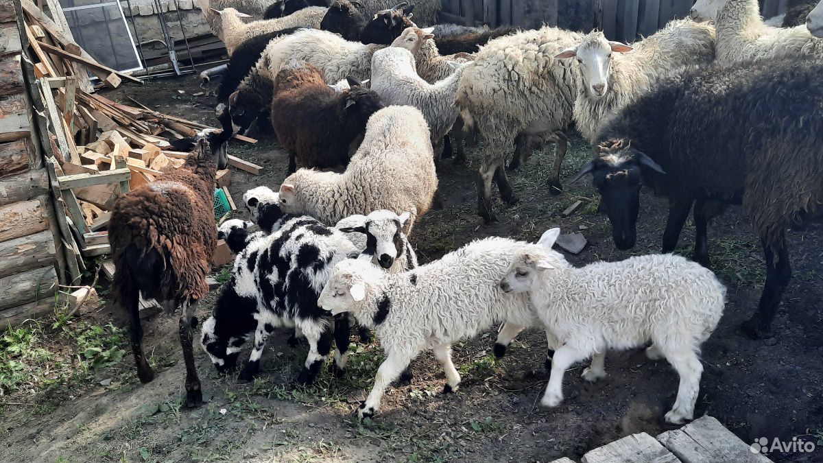 Овцы с ягнятами купить на Зозу.ру - фотография № 7