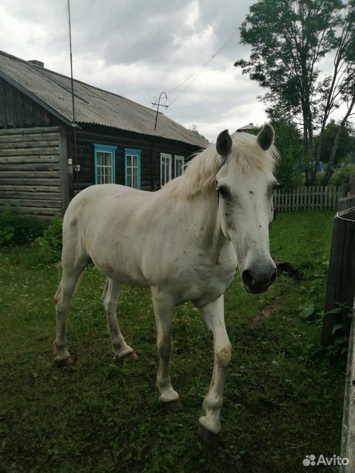 Конь купить на Зозу.ру - фотография № 3