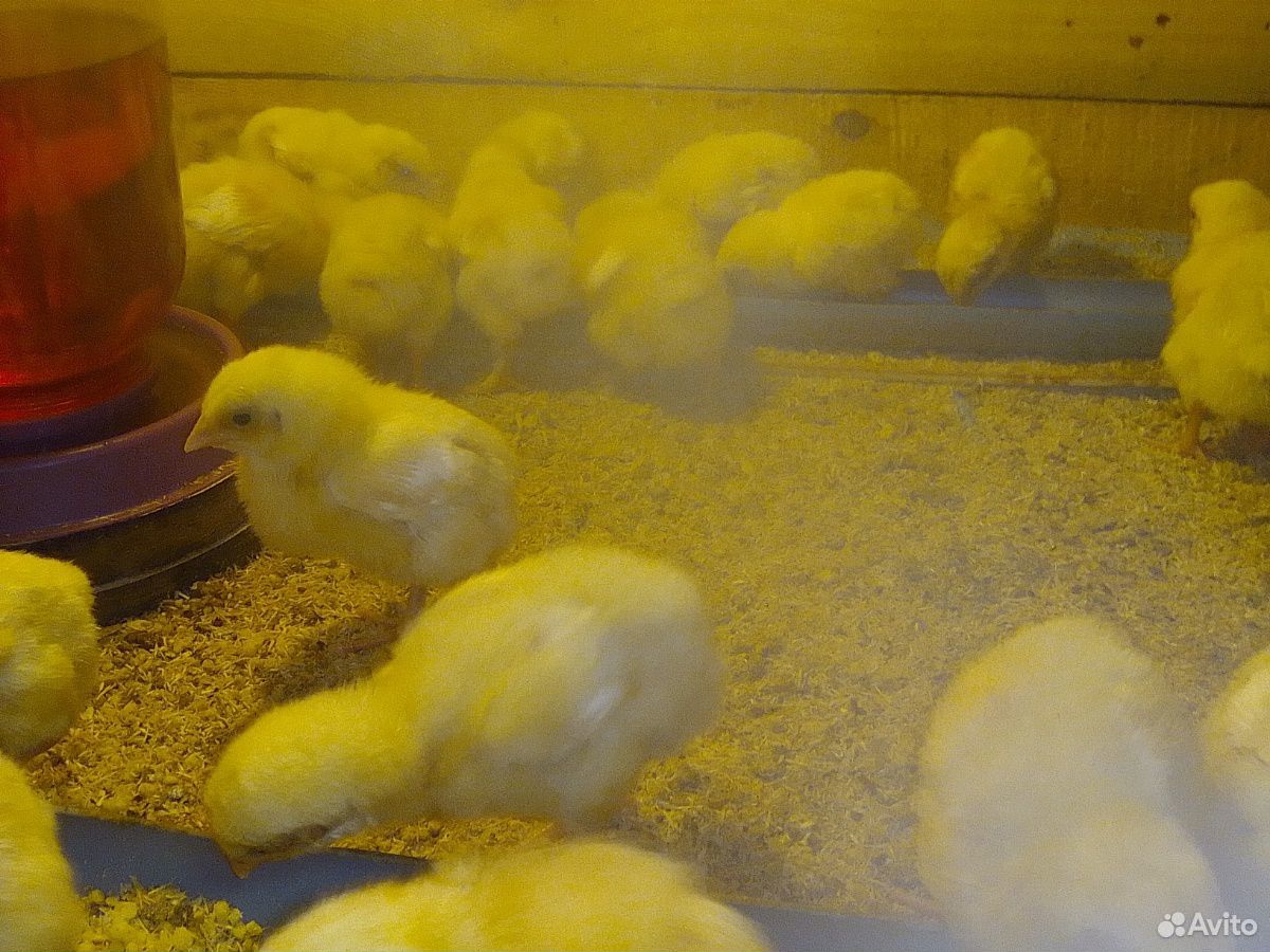 Цыплята домашние бройлерные купить на Зозу.ру - фотография № 3