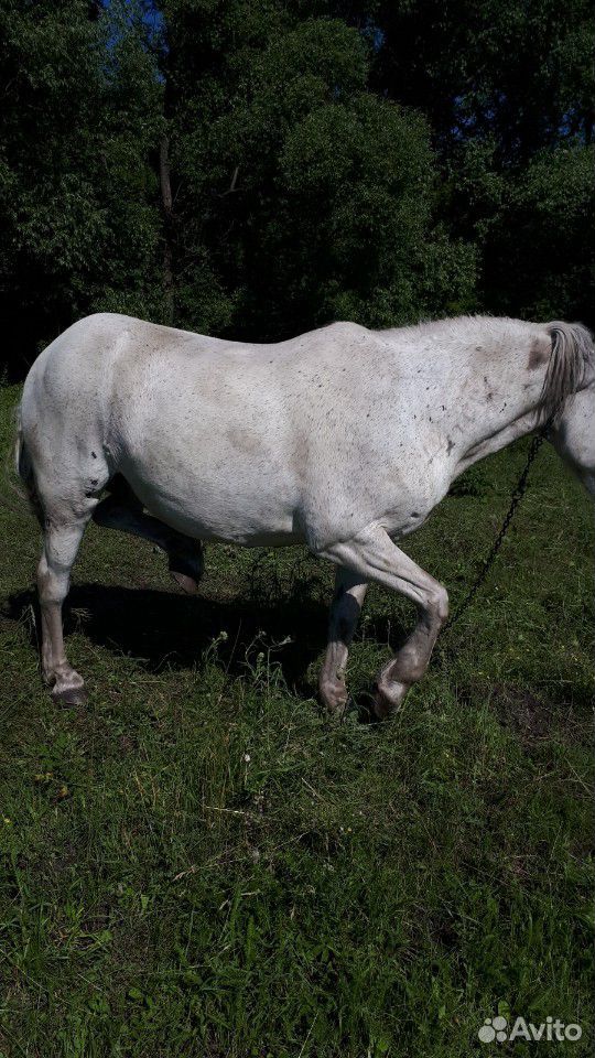 Продается лошадь купить на Зозу.ру - фотография № 5