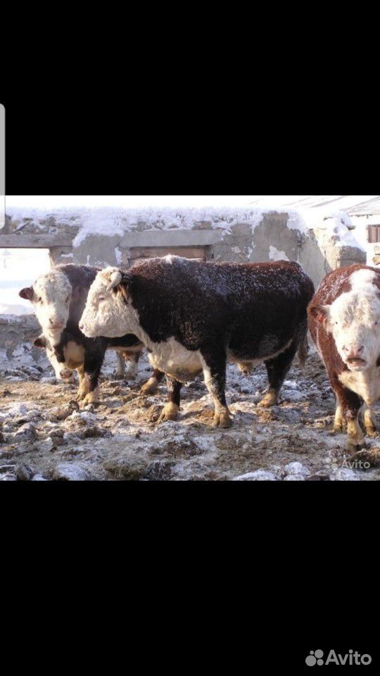 Быки телки коровы на мясо и на откорм купить на Зозу.ру - фотография № 3