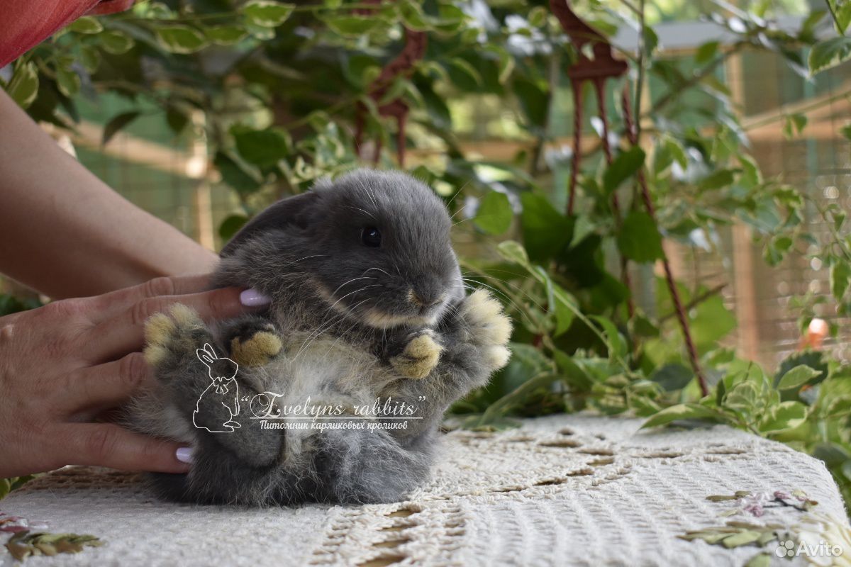 Домашний крольченок купить на Зозу.ру - фотография № 3
