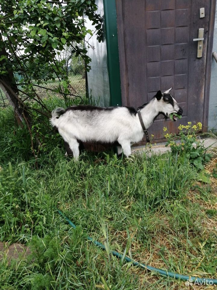 Коза альпийская, ламанча купить на Зозу.ру - фотография № 8