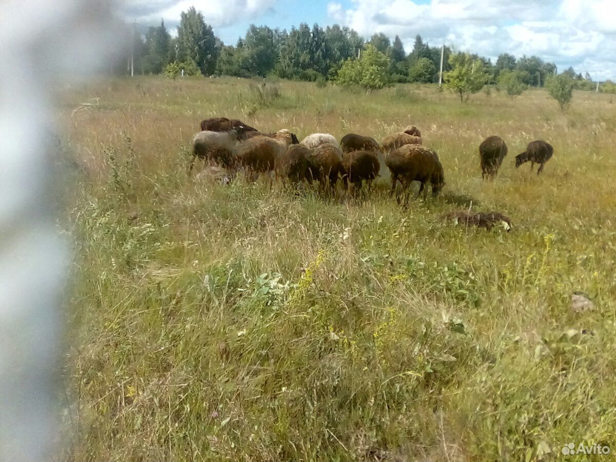 Овцы Бараны купить на Зозу.ру - фотография № 6