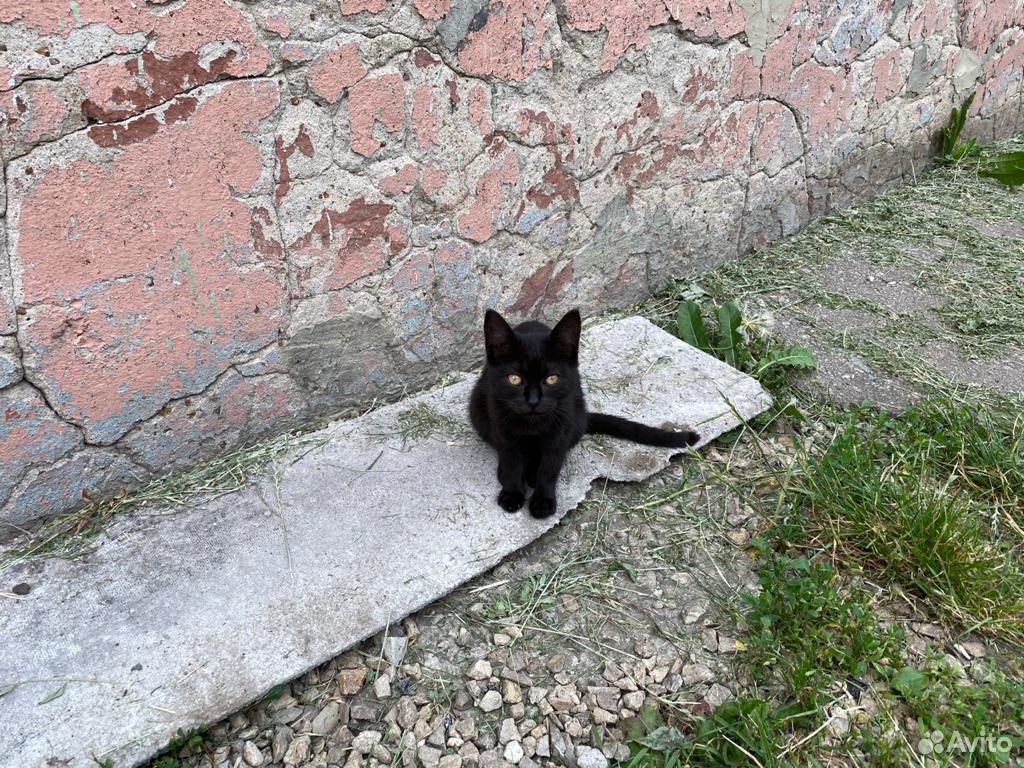 Котятя от кошки "Британки" купить на Зозу.ру - фотография № 2