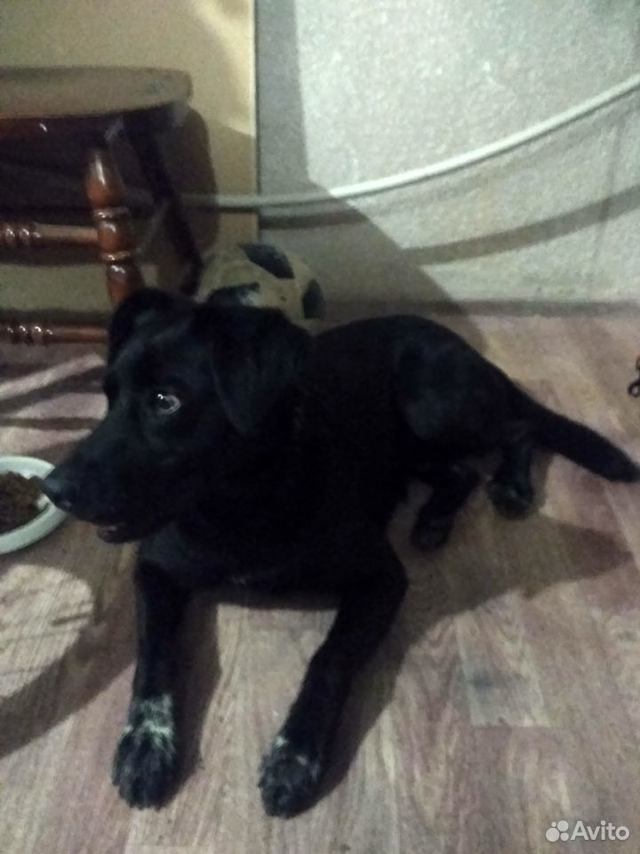 Найдена чёрная собака кобель на пляже в Олимпийско купить на Зозу.ру - фотография № 2