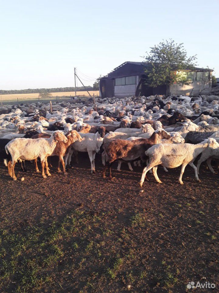 Овцы купить на Зозу.ру - фотография № 10