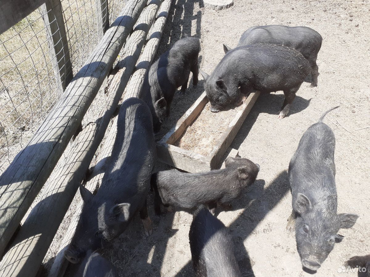 Ветнамские веслобрюхие свиньи купить на Зозу.ру - фотография № 10