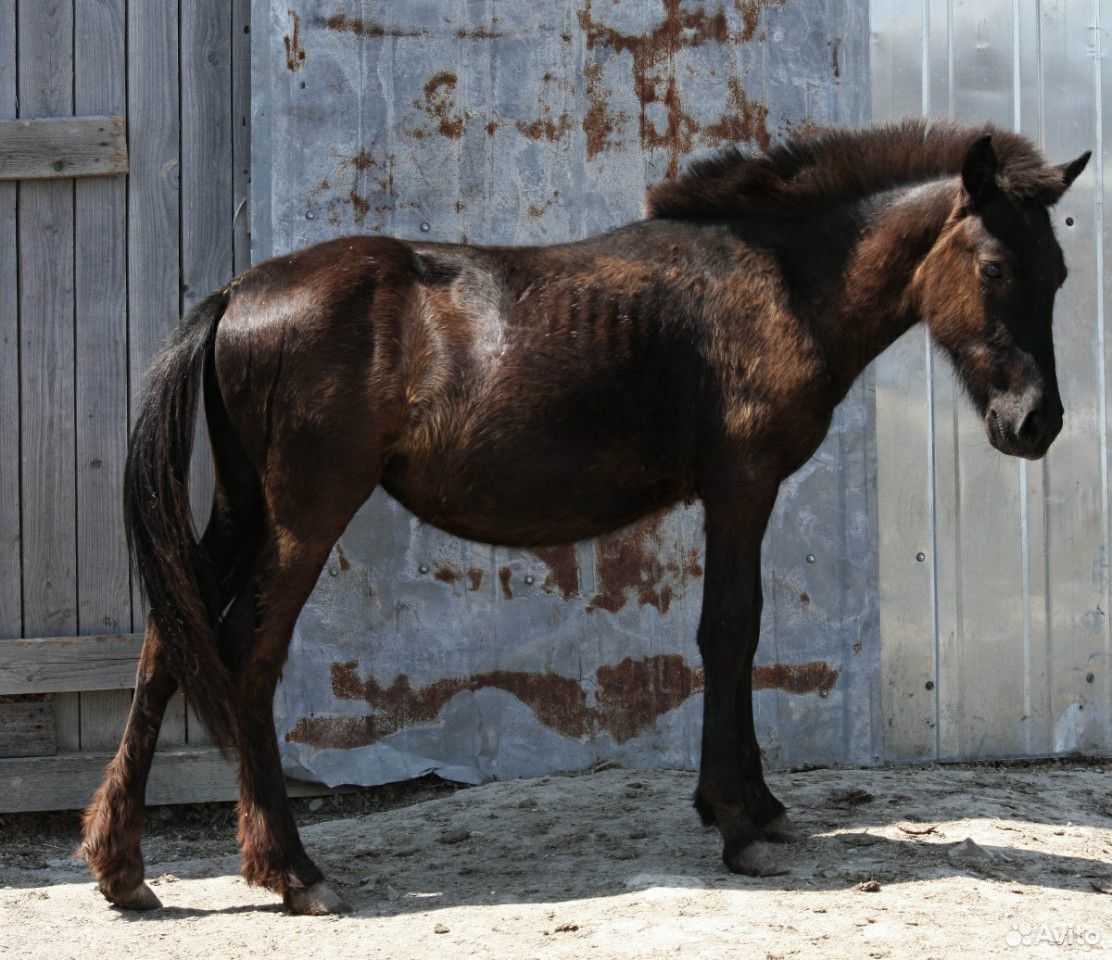 Лошади, пони, ослы купить на Зозу.ру - фотография № 5