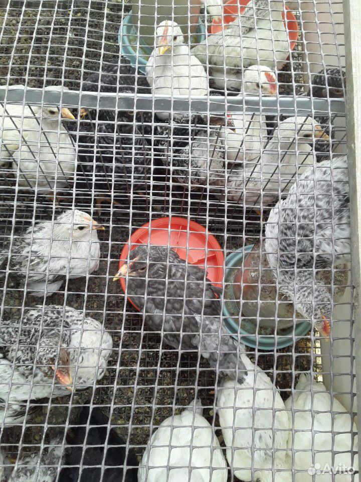 Цыплята яйценосных пород купить на Зозу.ру - фотография № 3