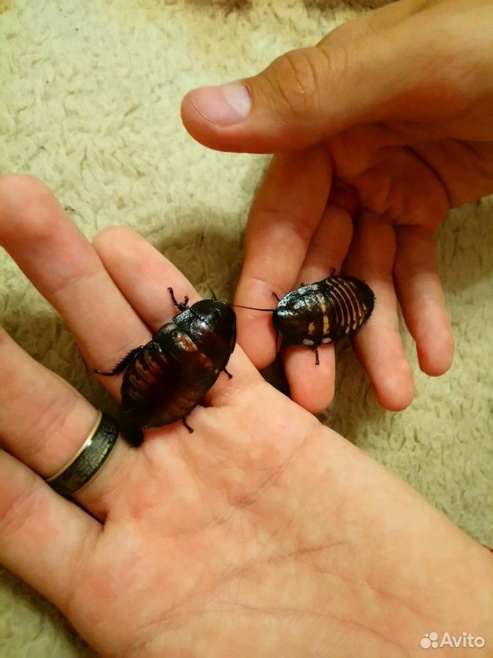 Мадагаскарские шипящие тараканы в добрые руки купить на Зозу.ру - фотография № 3