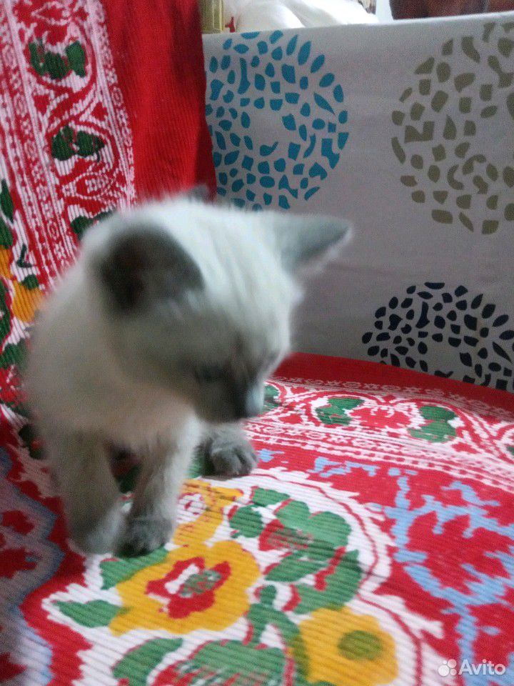 Кошка купить на Зозу.ру - фотография № 9