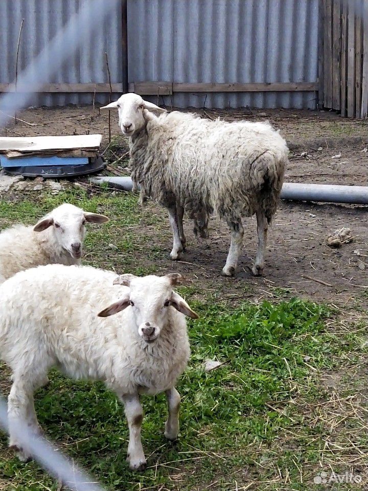 Продам овцу купить на Зозу.ру - фотография № 3