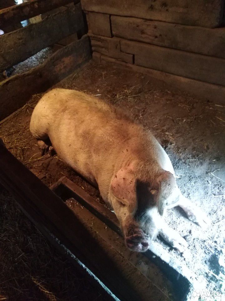Боров свинья купить на Зозу.ру - фотография № 4