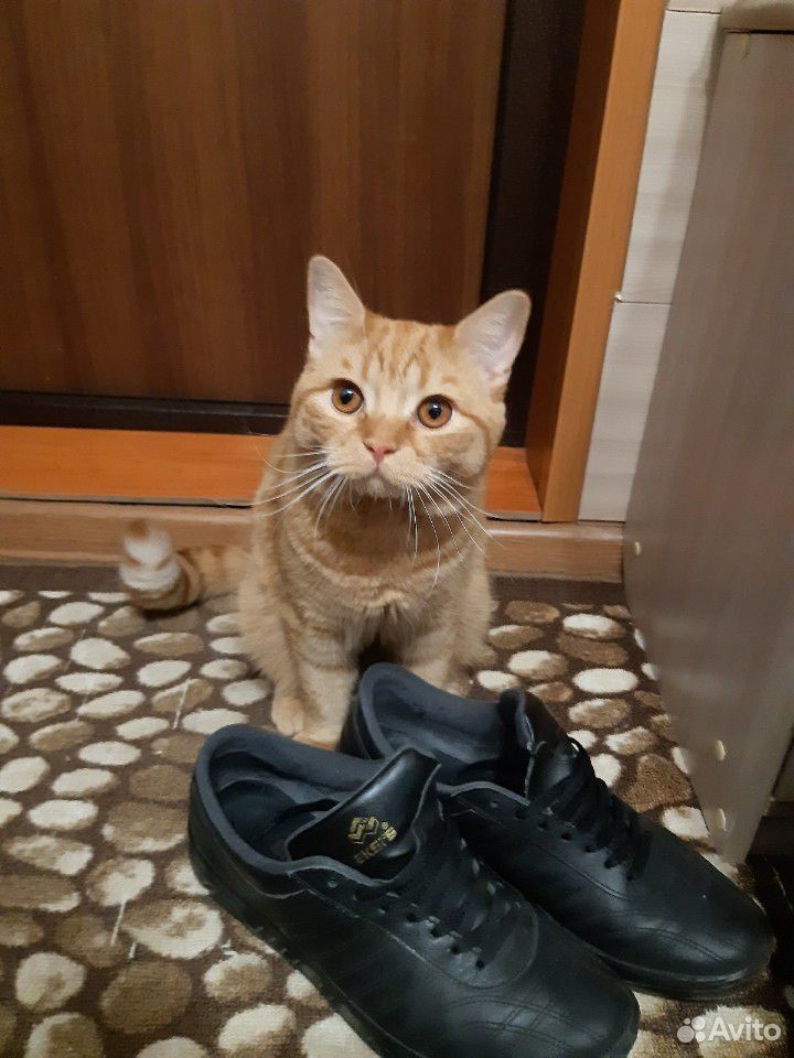 Британский котик ищет подружку купить на Зозу.ру - фотография № 1