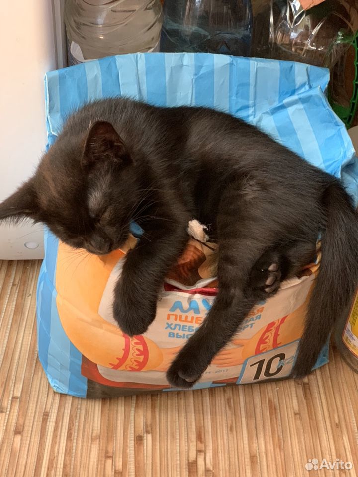 Чёрные котята на счастье купить на Зозу.ру - фотография № 5