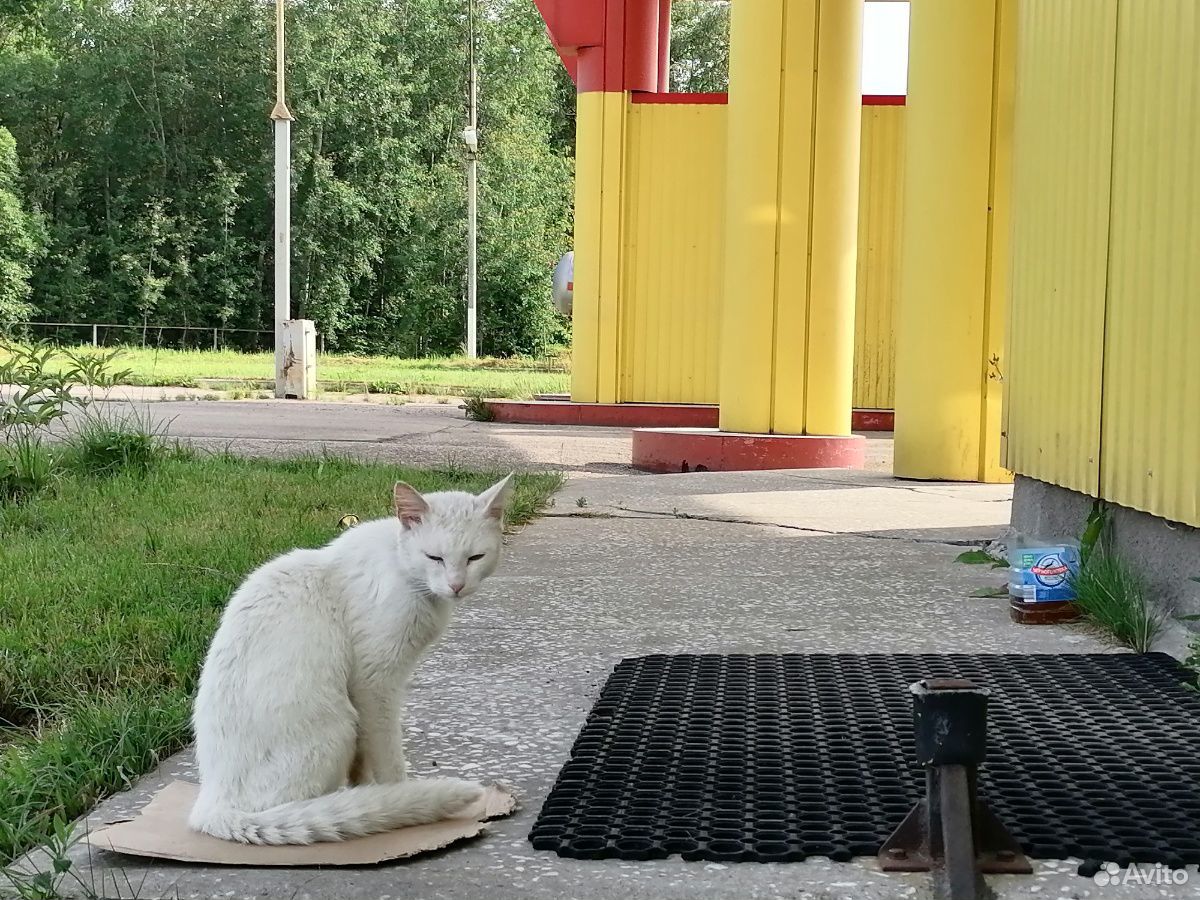 Кошка купить на Зозу.ру - фотография № 2