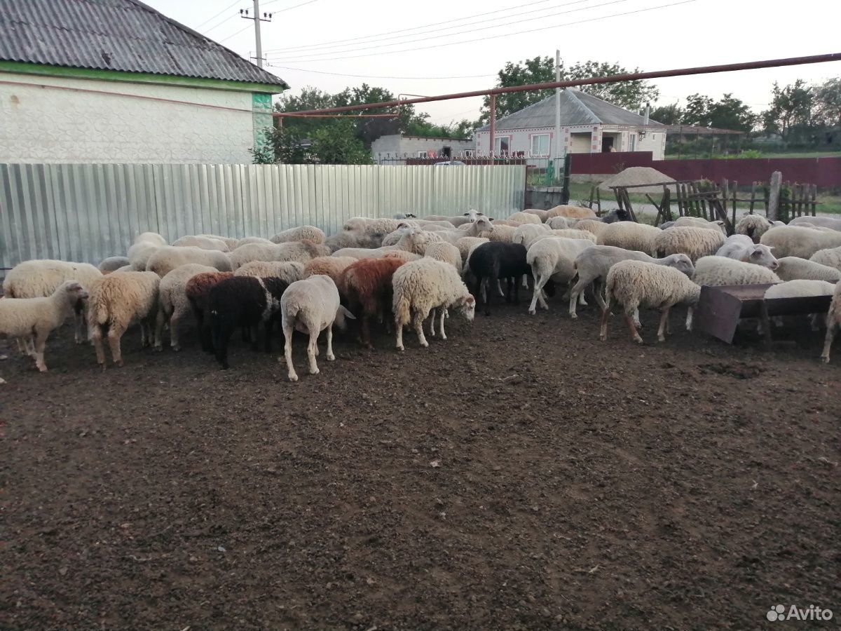 Овце Матки и ягнята купить на Зозу.ру - фотография № 1