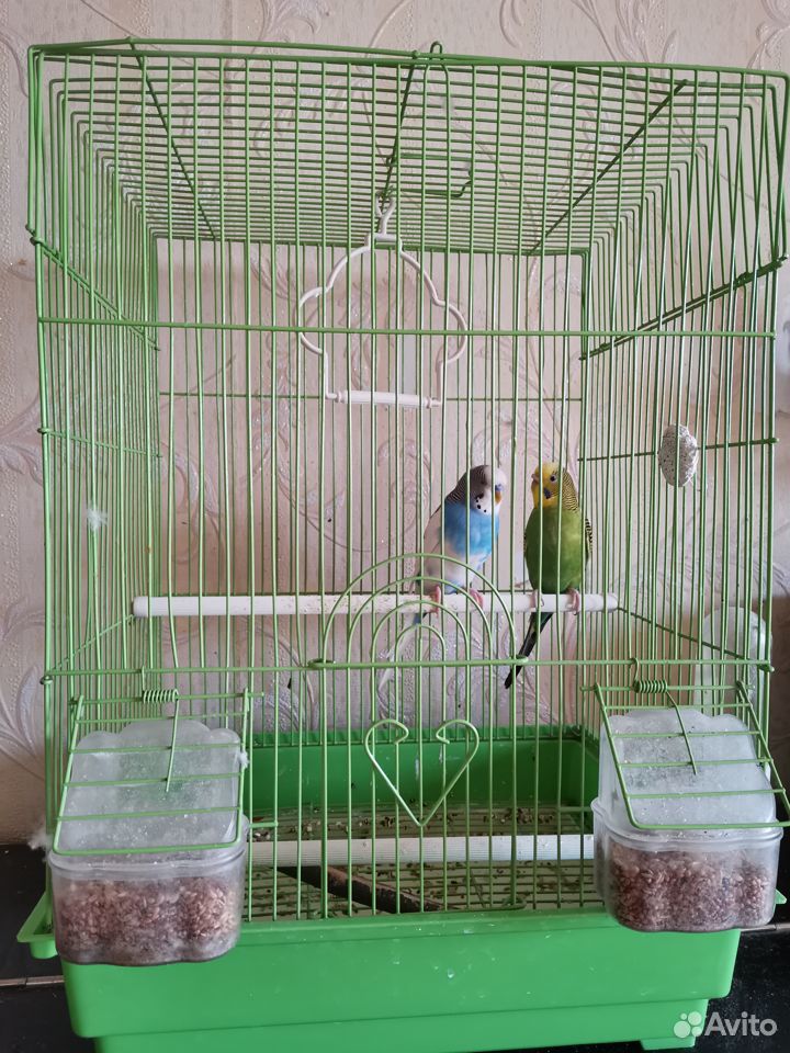 Отдам в добрые руки волнистый попугаев купить на Зозу.ру - фотография № 1