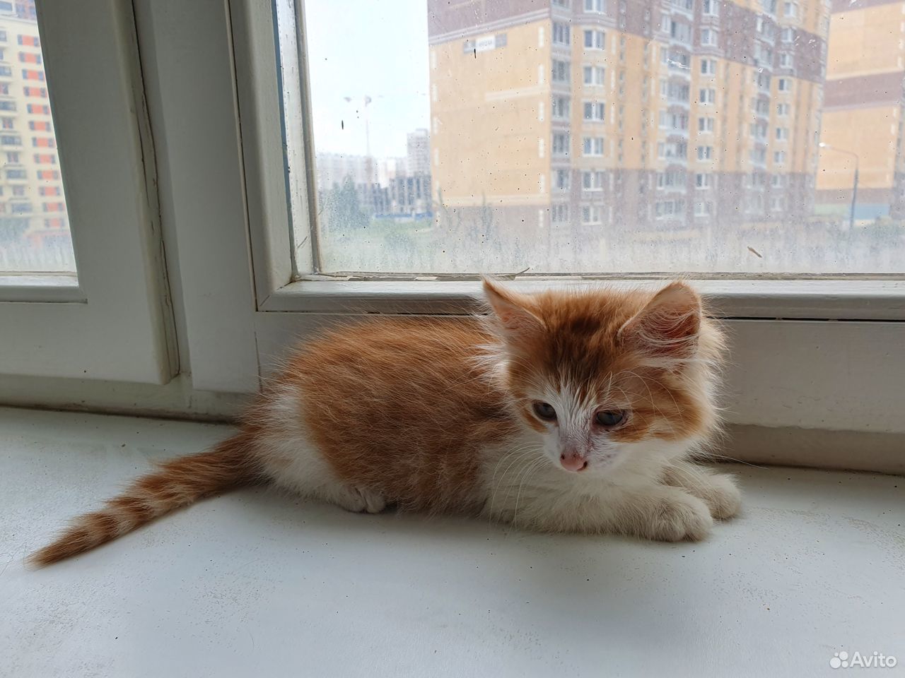Котенок (кошечка 2 месяца) купить на Зозу.ру - фотография № 1