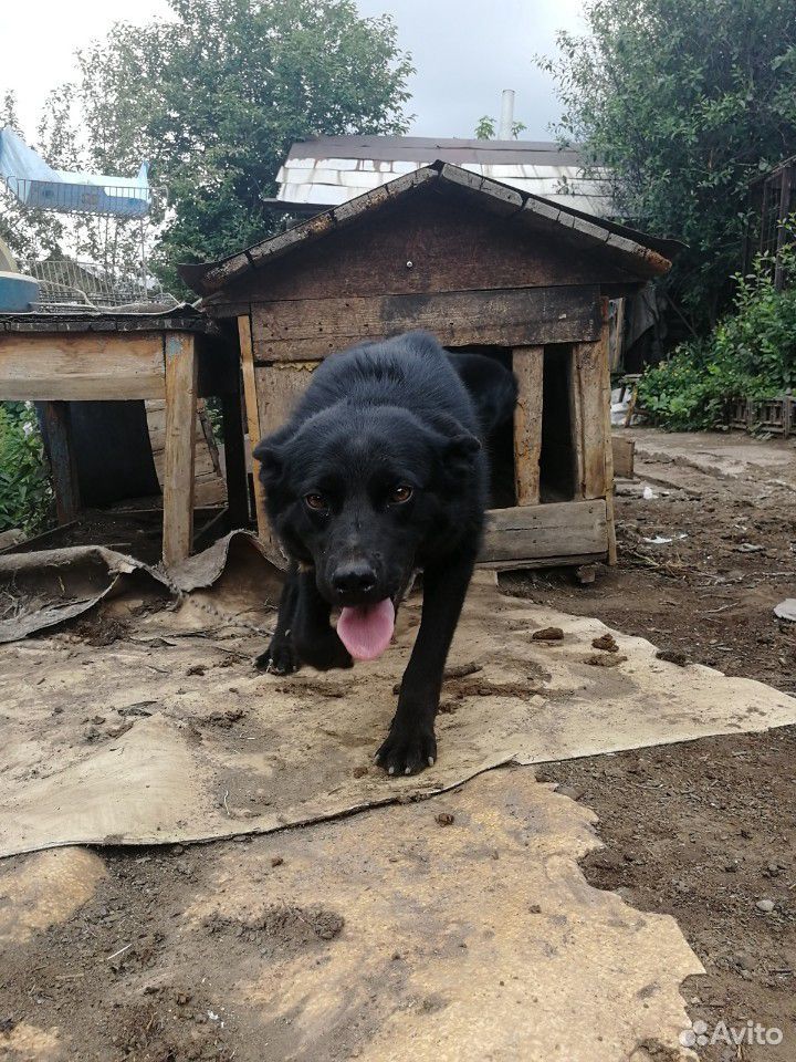 Собака Лара ищет дом купить на Зозу.ру - фотография № 5