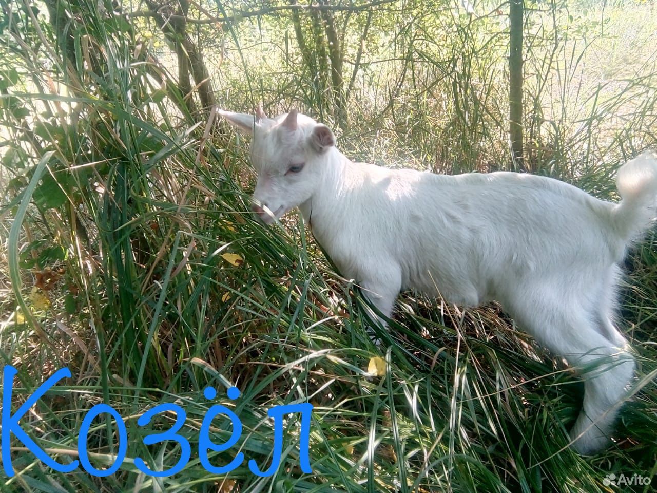 Козёл и коза купить на Зозу.ру - фотография № 3