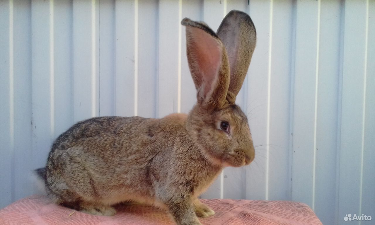 Кролики породы Фландр и Калифорния купить на Зозу.ру - фотография № 7