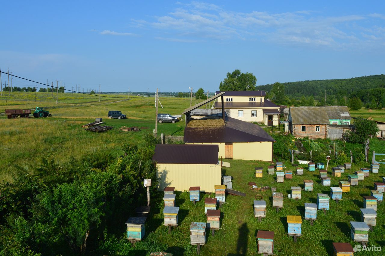 Продам цветочный мёд с личной пасеки купить на Зозу.ру - фотография № 9
