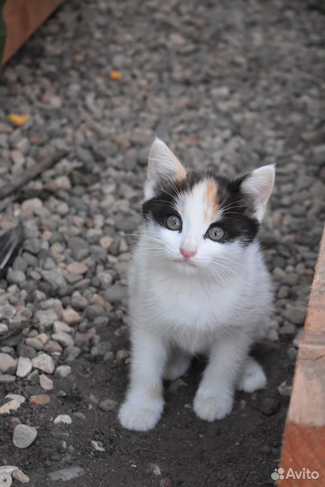 Котёнок ищет дом купить на Зозу.ру - фотография № 1