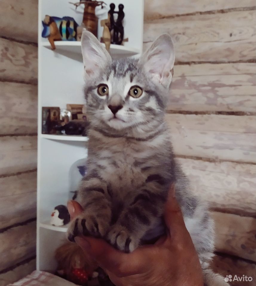 Котенок 2,5 месяца купить на Зозу.ру - фотография № 1
