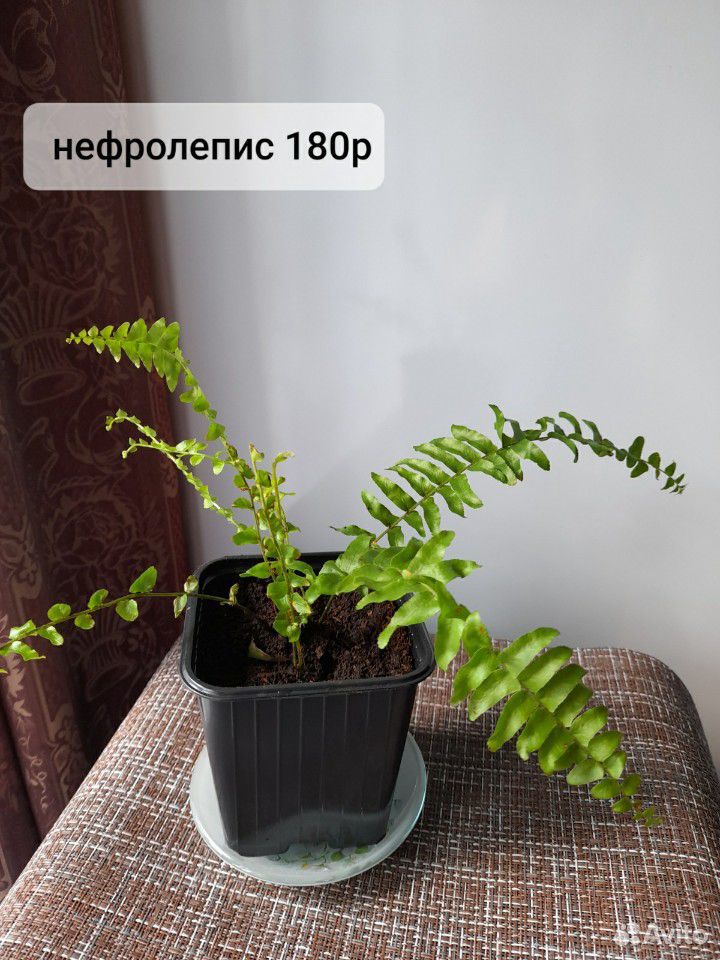 Растения купить на Зозу.ру - фотография № 8