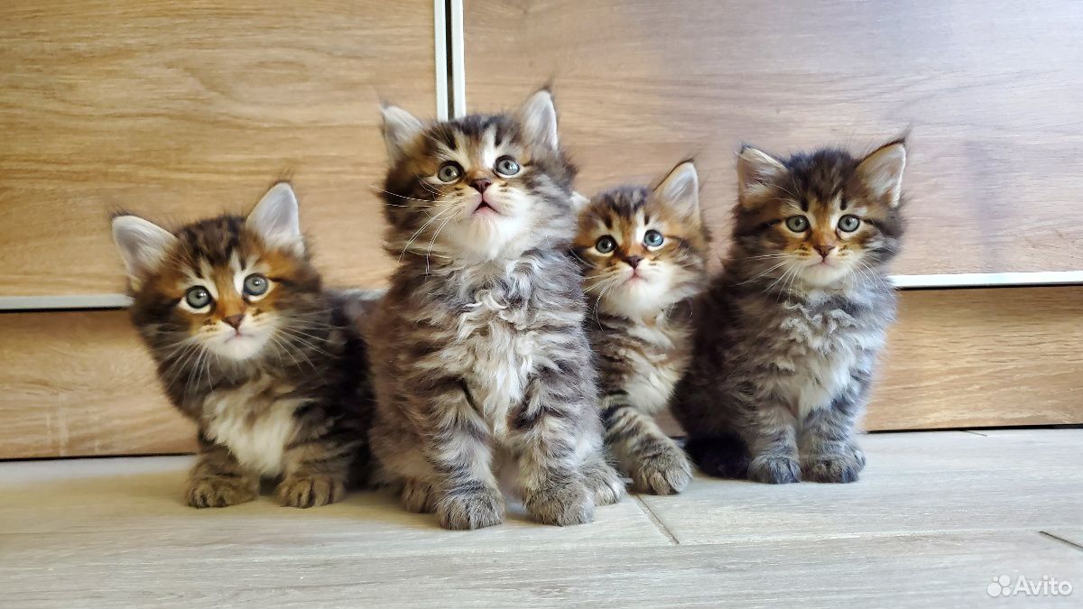Котята сибирские купить на Зозу.ру - фотография № 3