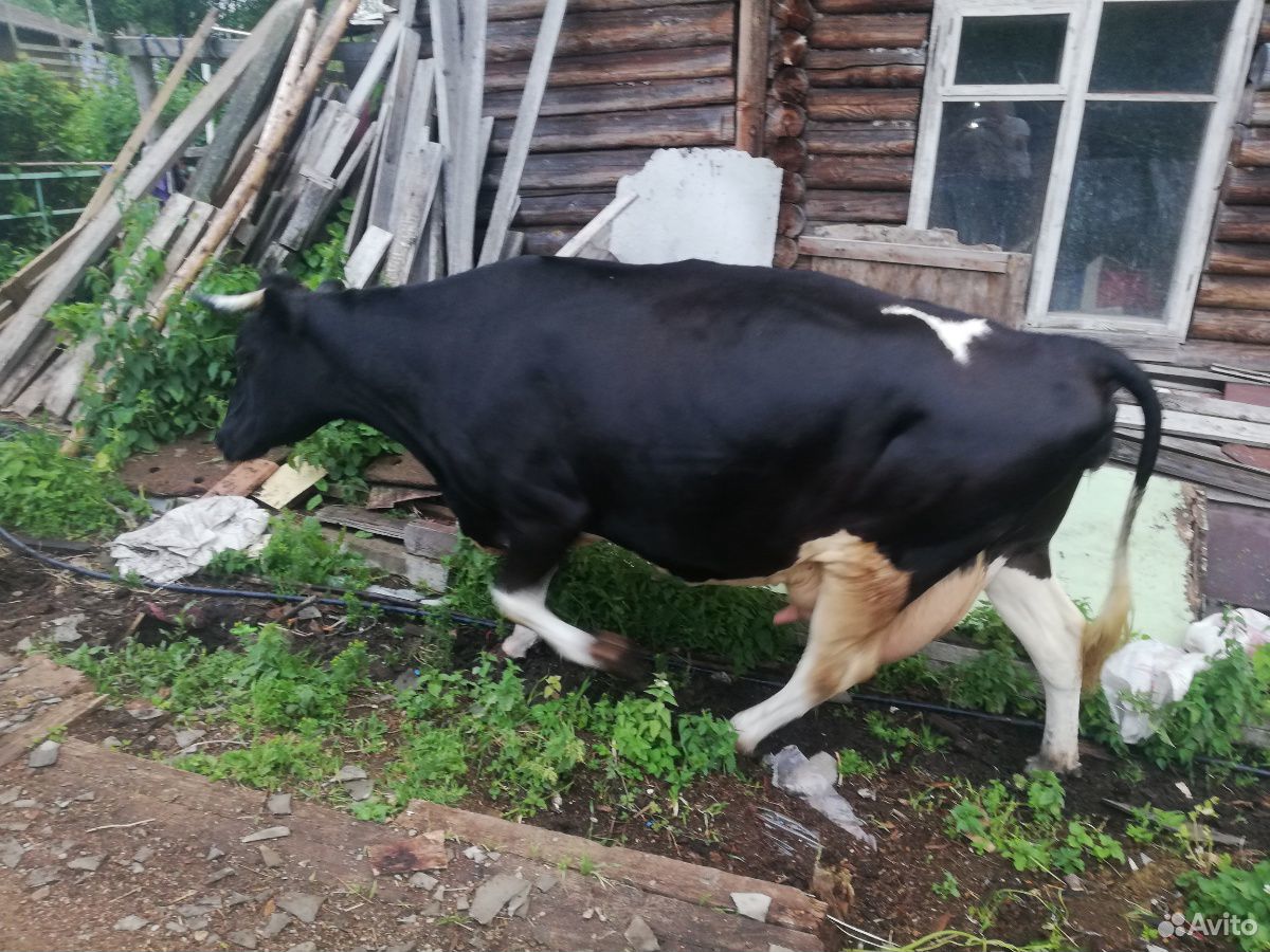 Продаю корову и козлят купить на Зозу.ру - фотография № 5