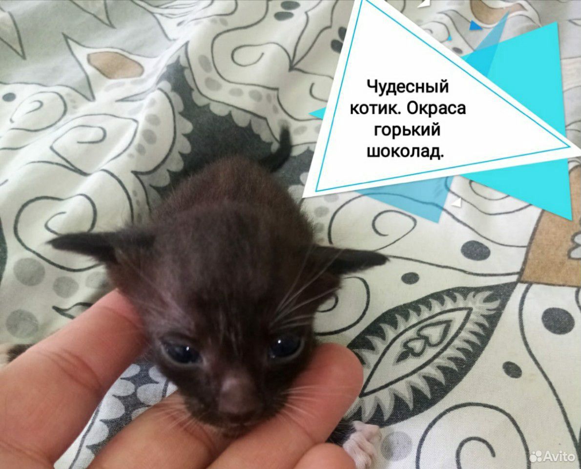 Ведётся запись на котят Оренталов купить на Зозу.ру - фотография № 1