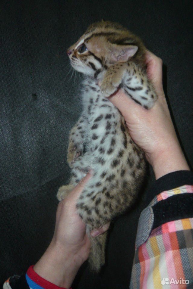 Алк или леопардовая кошка. alc купить на Зозу.ру - фотография № 2