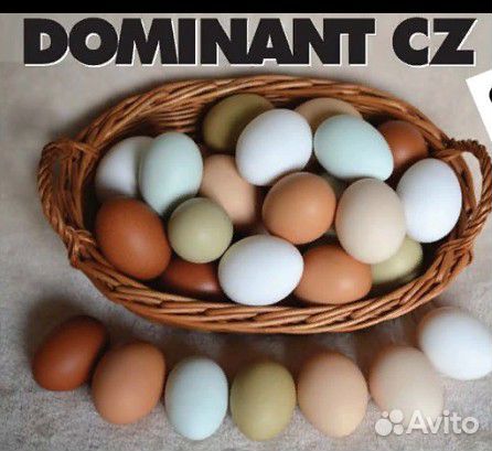 Инкубационное яйцо из Европы еженедельно купить на Зозу.ру - фотография № 2