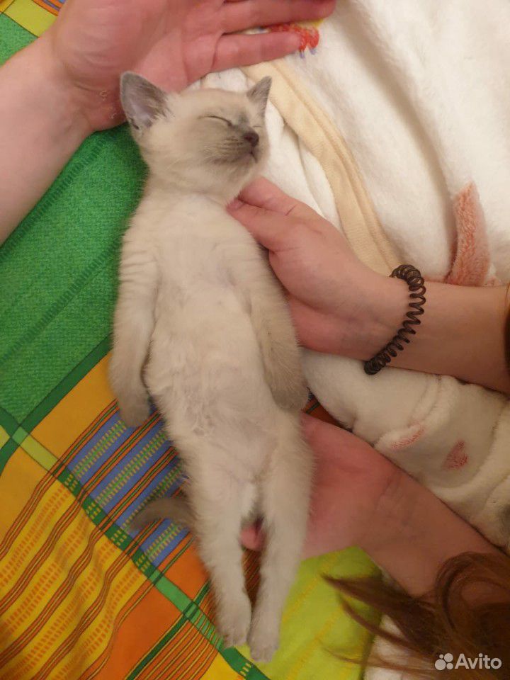 Котёнок Хлоя в добрые руки купить на Зозу.ру - фотография № 2